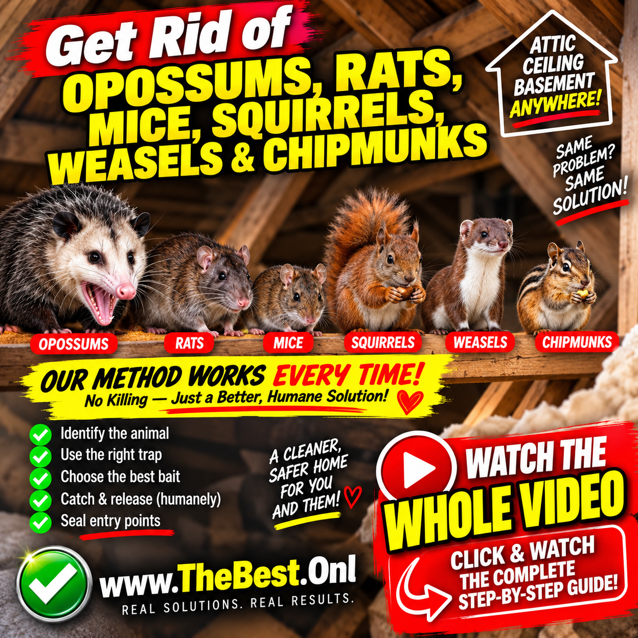 Opossum, rats, mouse, squirrel, weasel and chipmunk in an attic with a humane animal removal checklist and a watch-the-whole-video call to action.